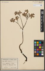 Foto von Salix aurita L.